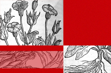 Ilustračný obrázok: koláž reprodukcie dobových ilustrácií rastlín