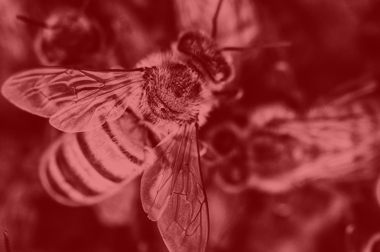 Ilustračný obrázok: fotografia včely